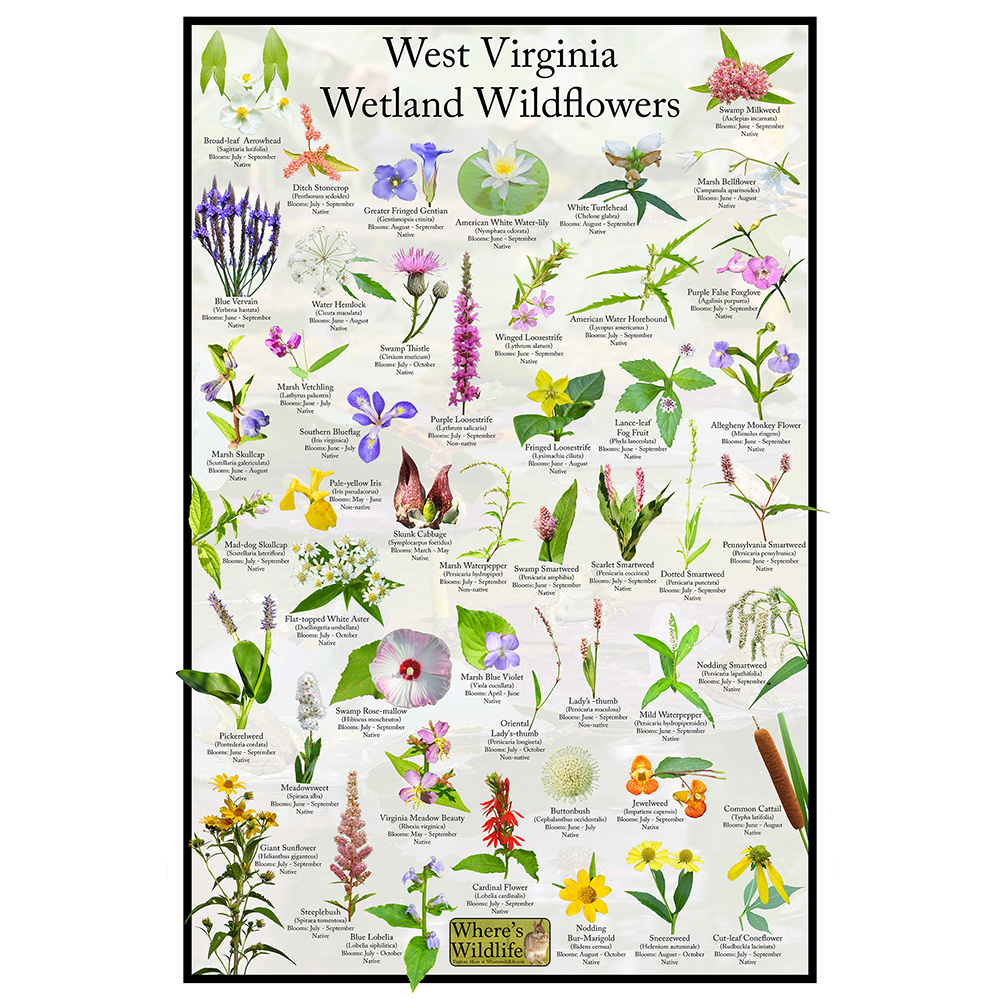 West Virginia Wetland Wildflowers Flower Identification Poster / Providing  Picture Id, Name, & Bloom Time