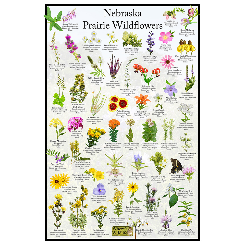 Nebraska Prairie Wildflowers Poster – Native Flower Identification Guide, image size:1000x1000