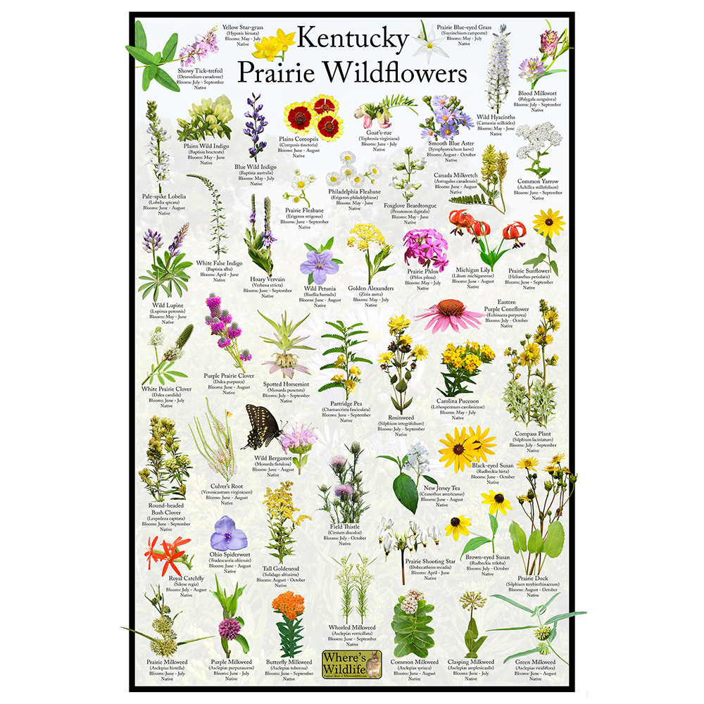 Kentucky Prairie Wildflowers Flower