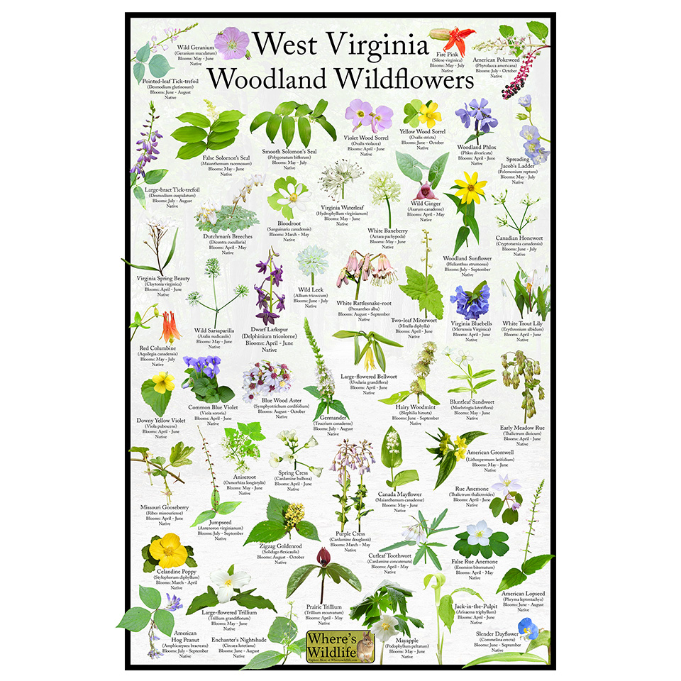 West Virginia Woodland Wildflower Identification Poster / Providing Picture  Id, Name, & Bloom Time