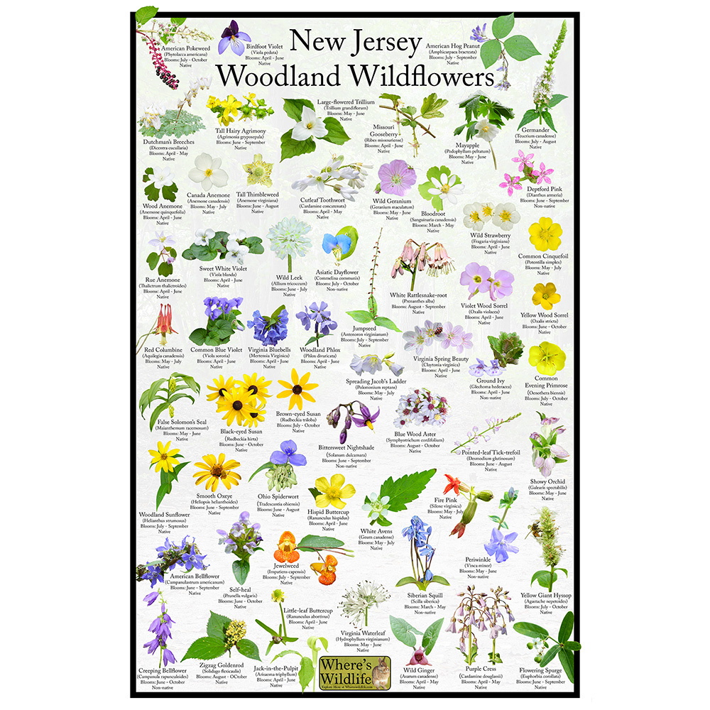 New Jersey Woodland Wildflower Poster