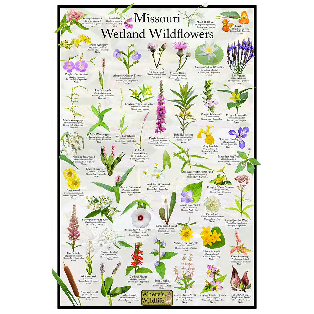 Missouri Wetland Wildflowers – Flower Identification Poster