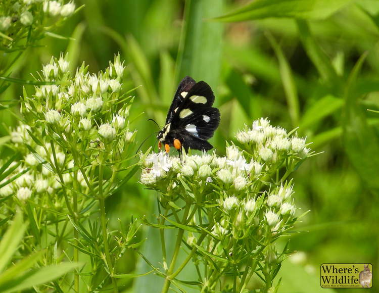 Eight-spotted Forester (Alypia octomaculata)