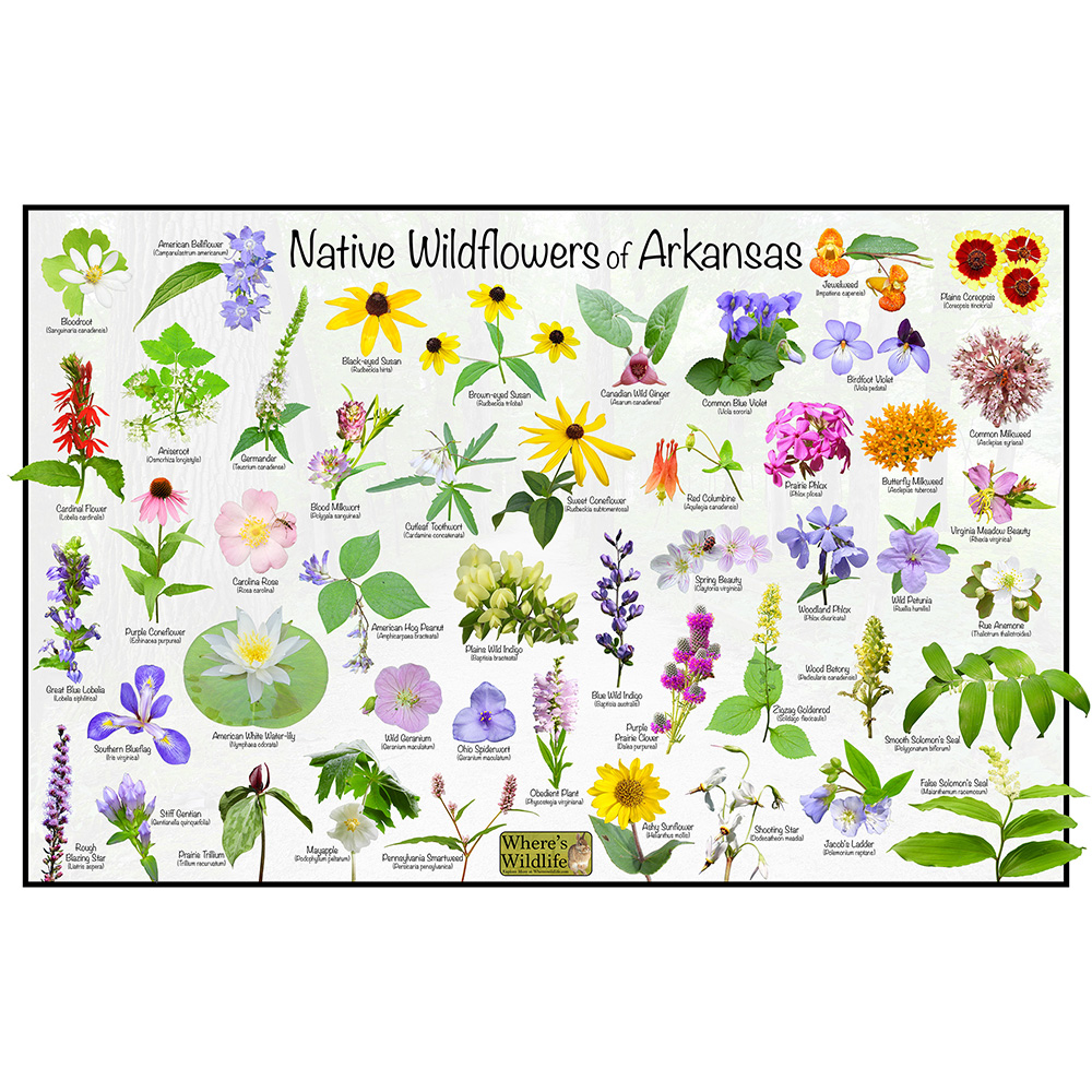 Where's Wildlife Native Wildflowers of Texas/State Flower Field  Guide/Common Wildflower Identification Print/Flower Photo ID Poster/Nature  Lover Gift