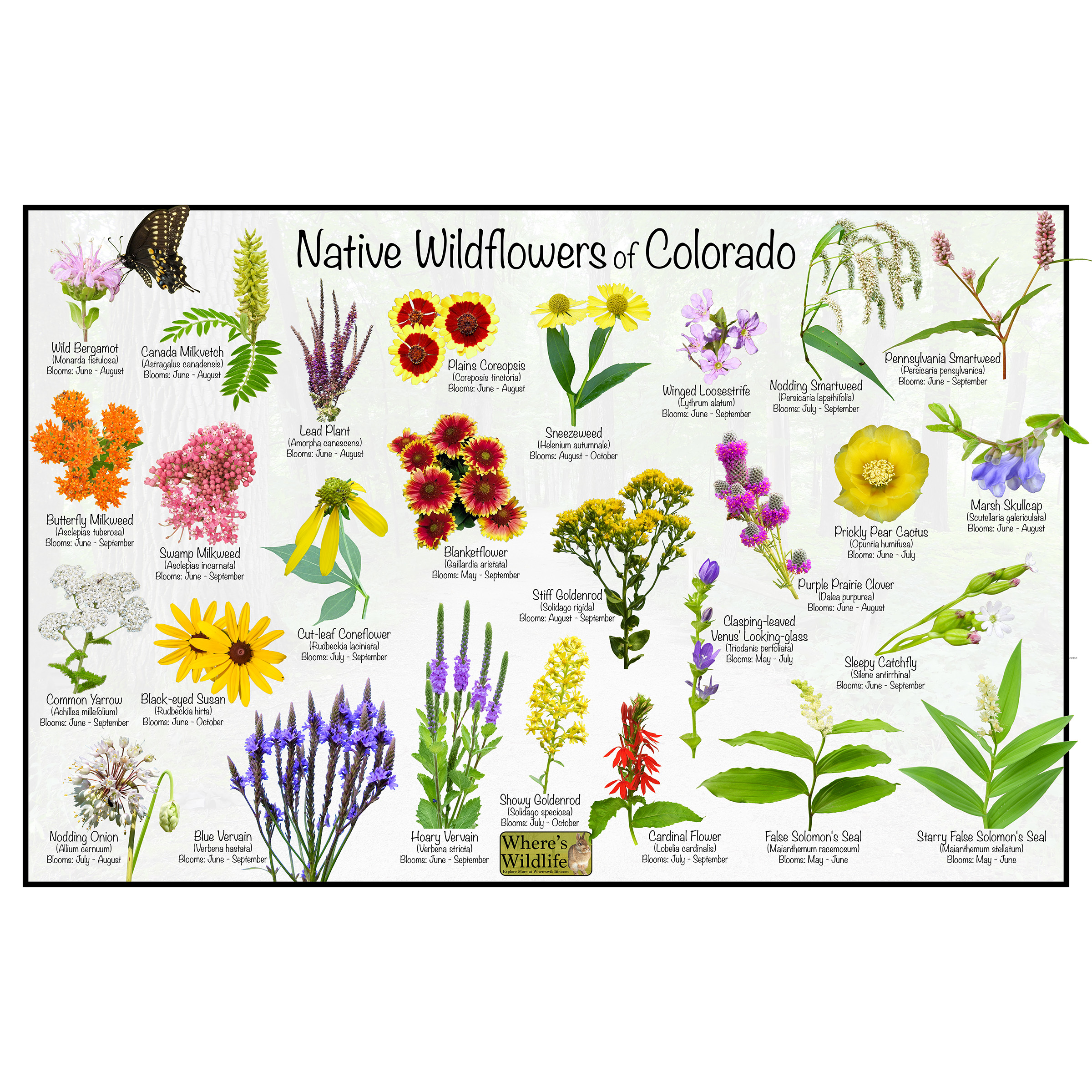 Native Wildflowers of Colorado Flower Identification Poster