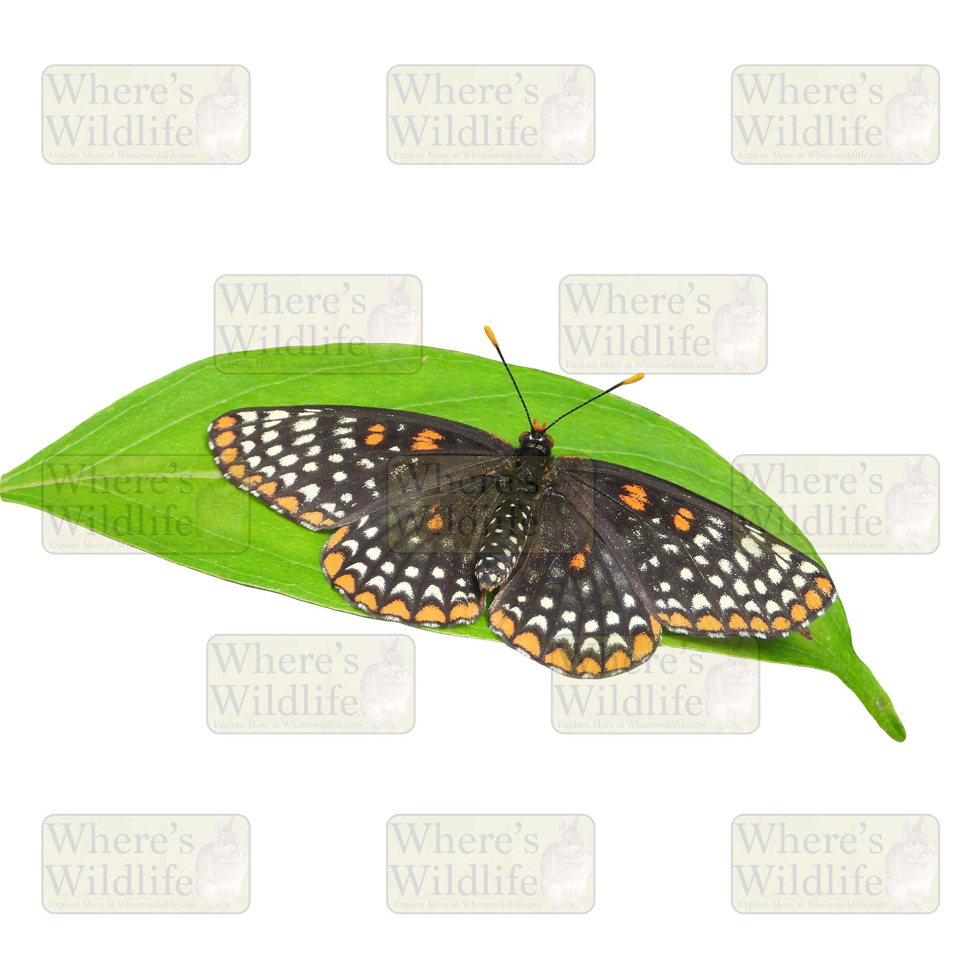 Baltimore Checkerspot (Euphydryas phaeton) Butterfly on Leaf