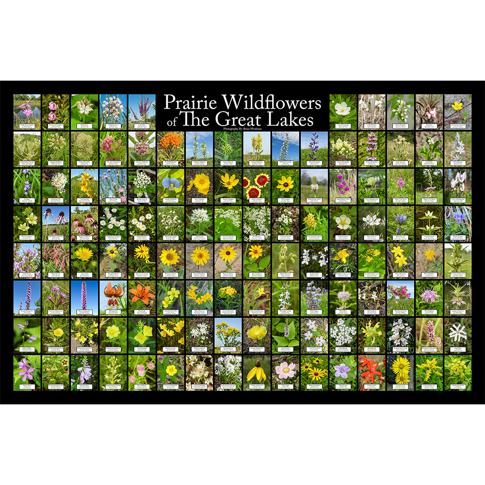 Prairie Wildflowers of The Great Lakes – Native Plant
