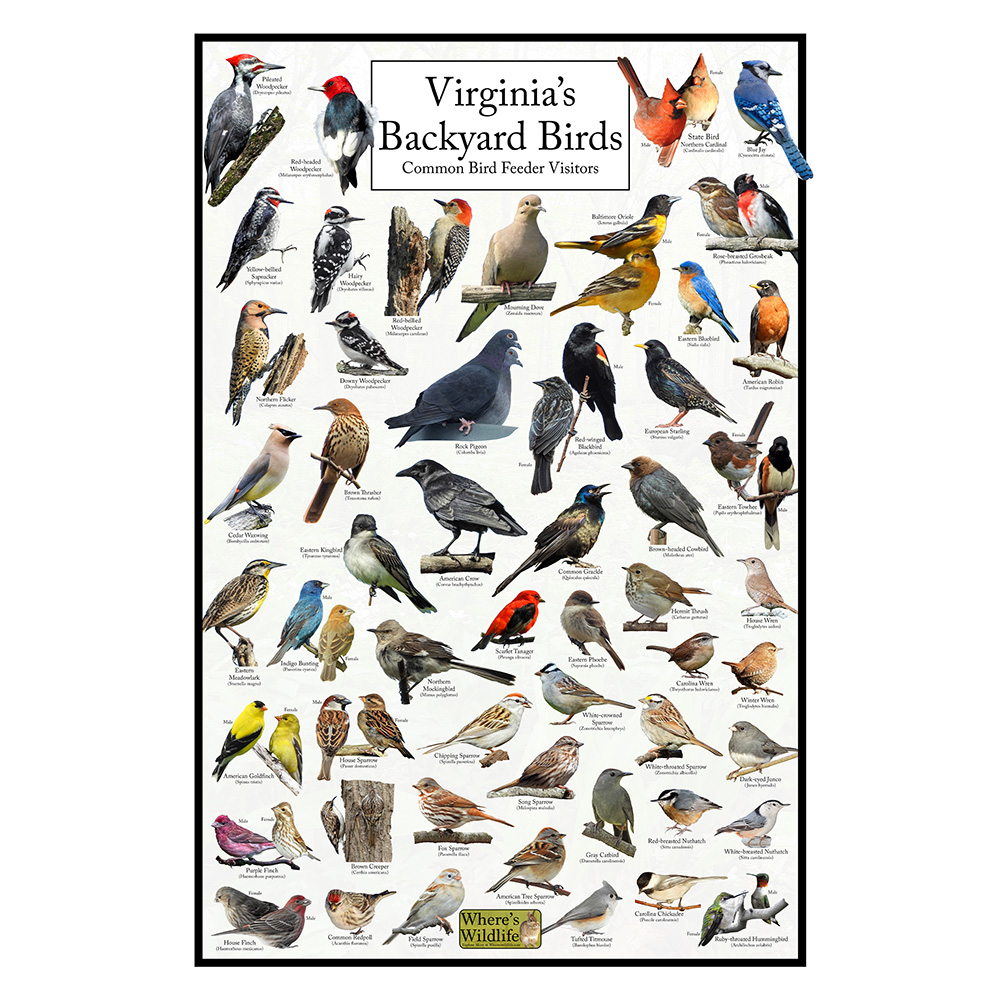 Virginia's Backyard Birds Poster – Virginia Bird Watching Chart