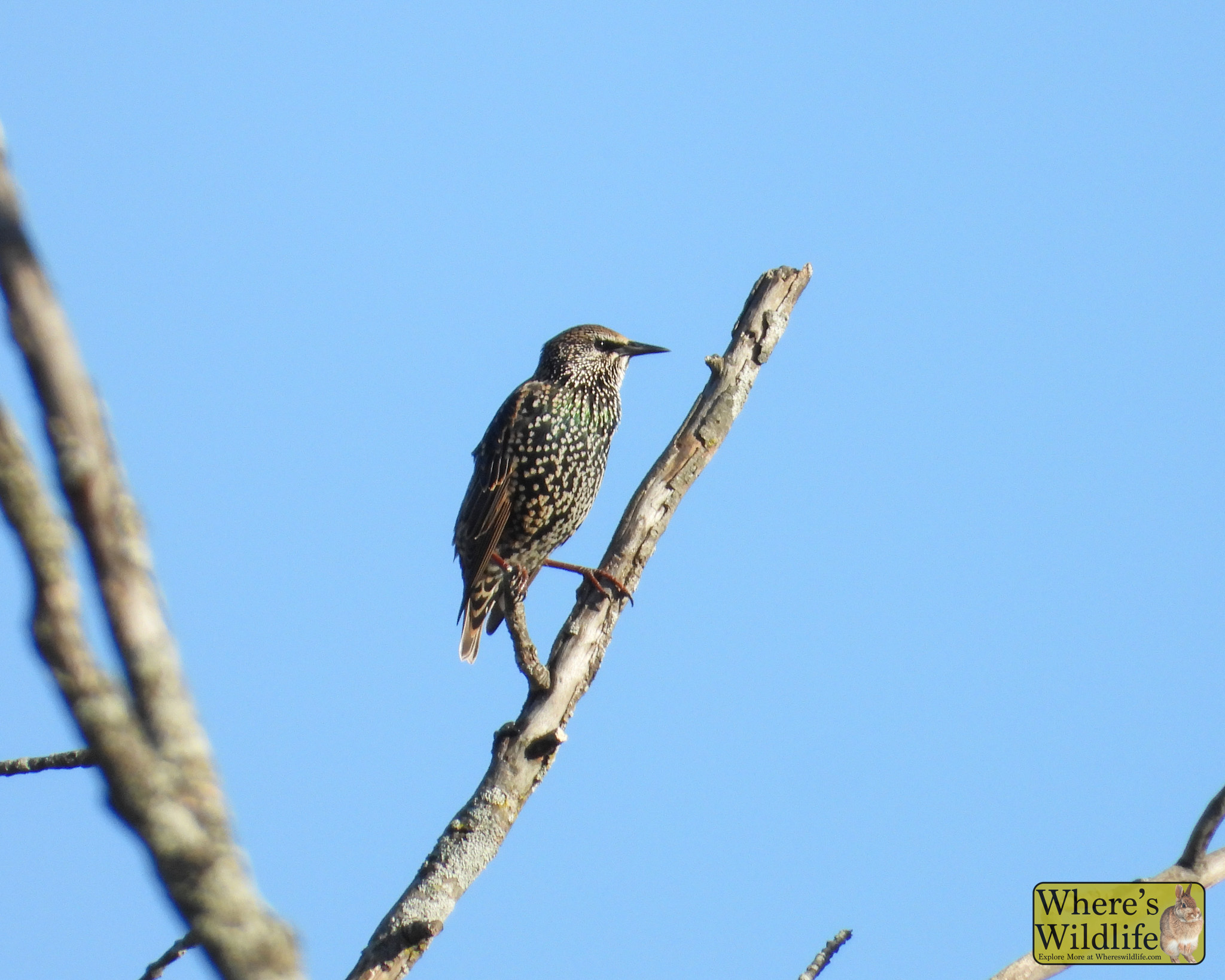 European Starling (Sturnus vulgaris).