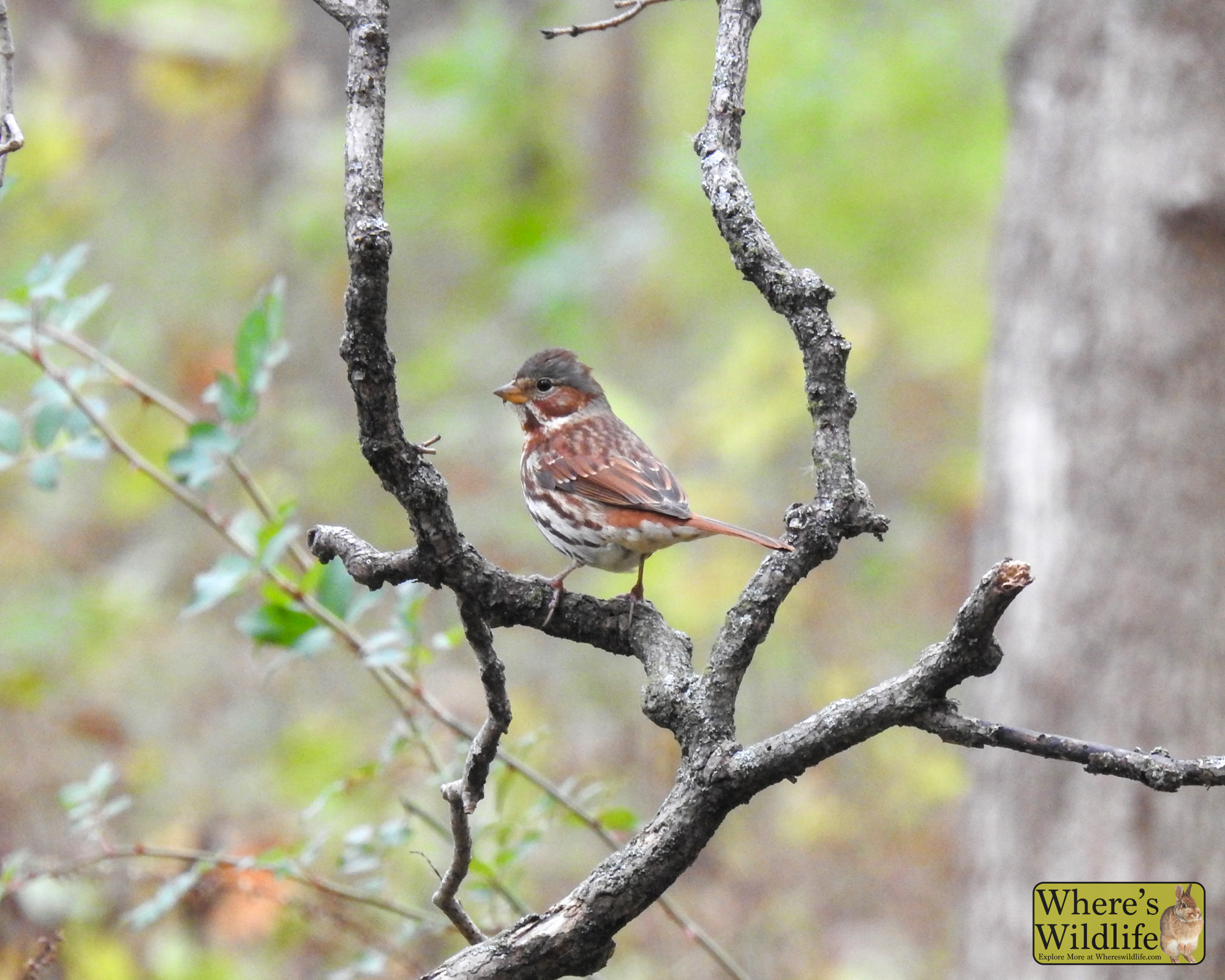 Fox Sparrow (Passerella iliaca).