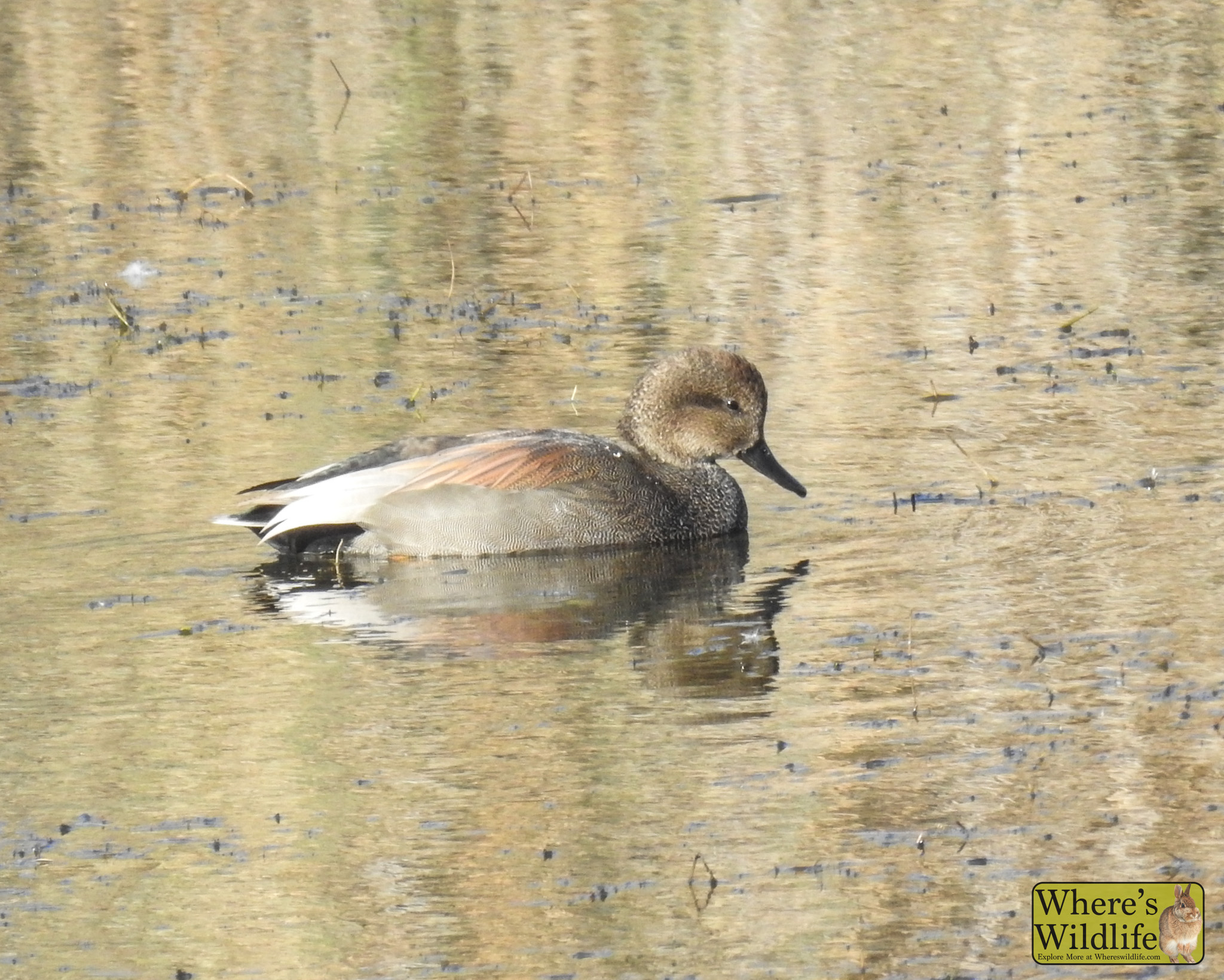 Gadwall (Mareca strepera).