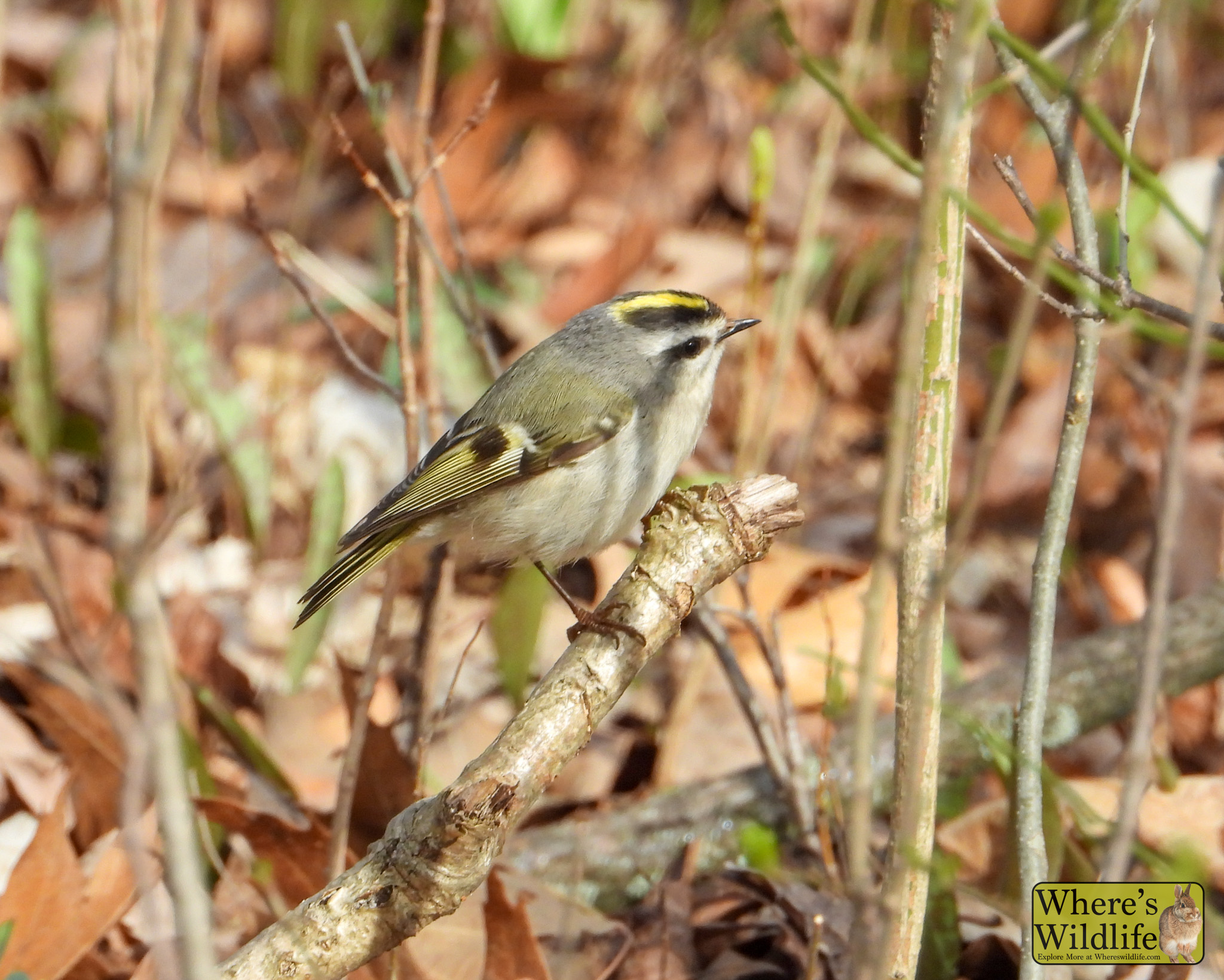 Golden-crowned Kinglet (Regulus satrapa).