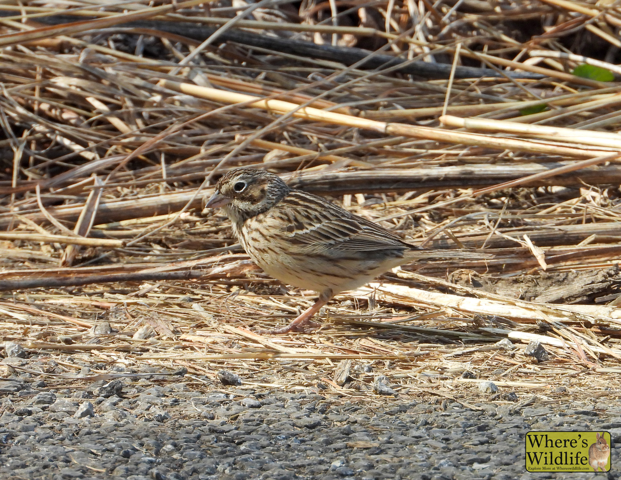 Grasshopper Sparrow (Ammodramus savannarum).