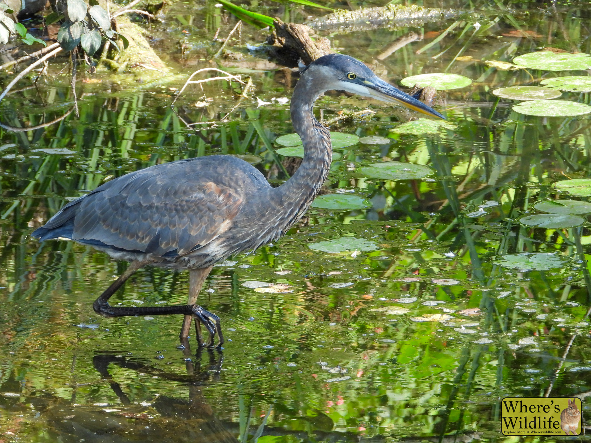 Great Blue Heron (Ardea herodias).