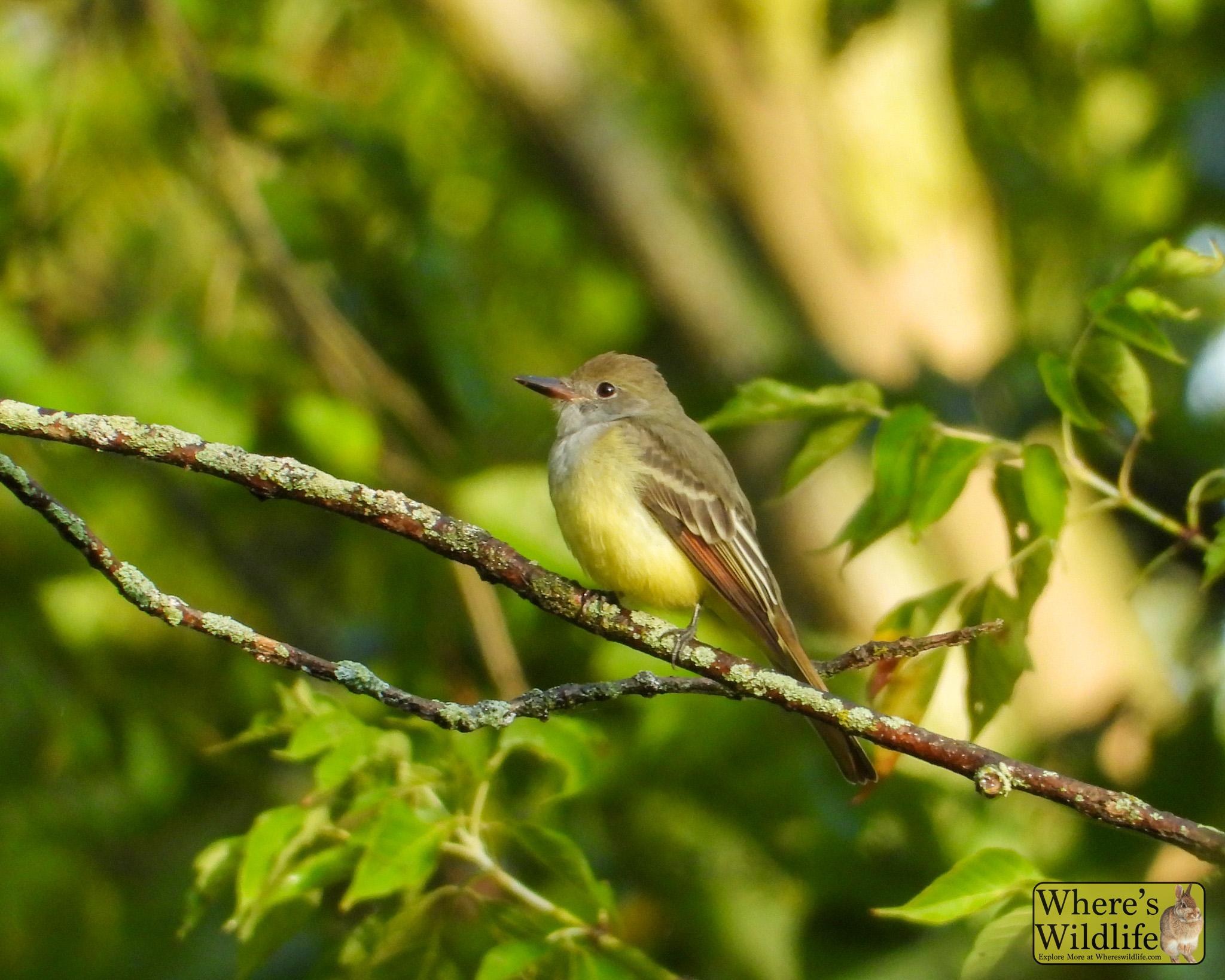 Great Crested Flycatcher (Myiarchus crinitus).