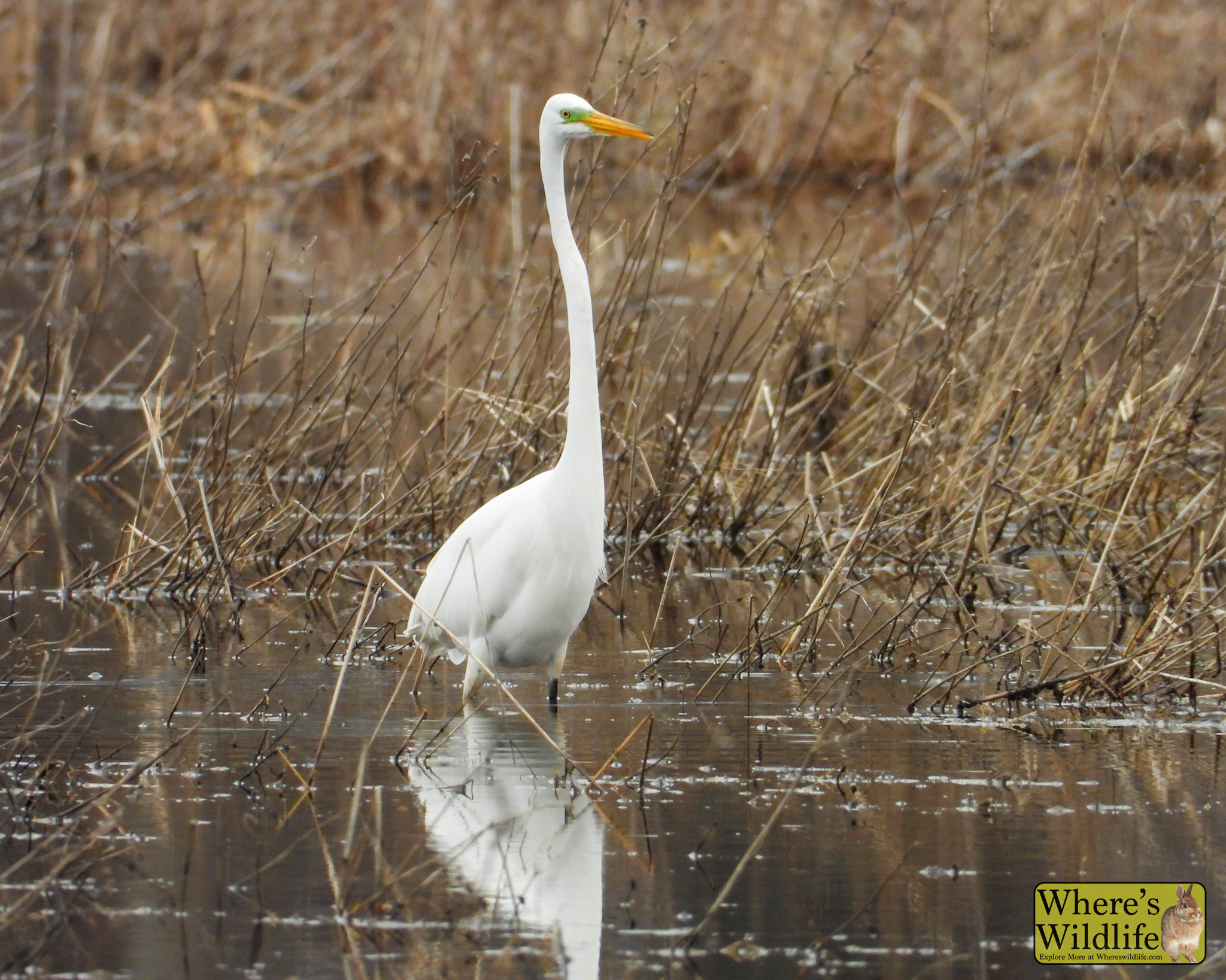 Great Egret (Ardea alba).