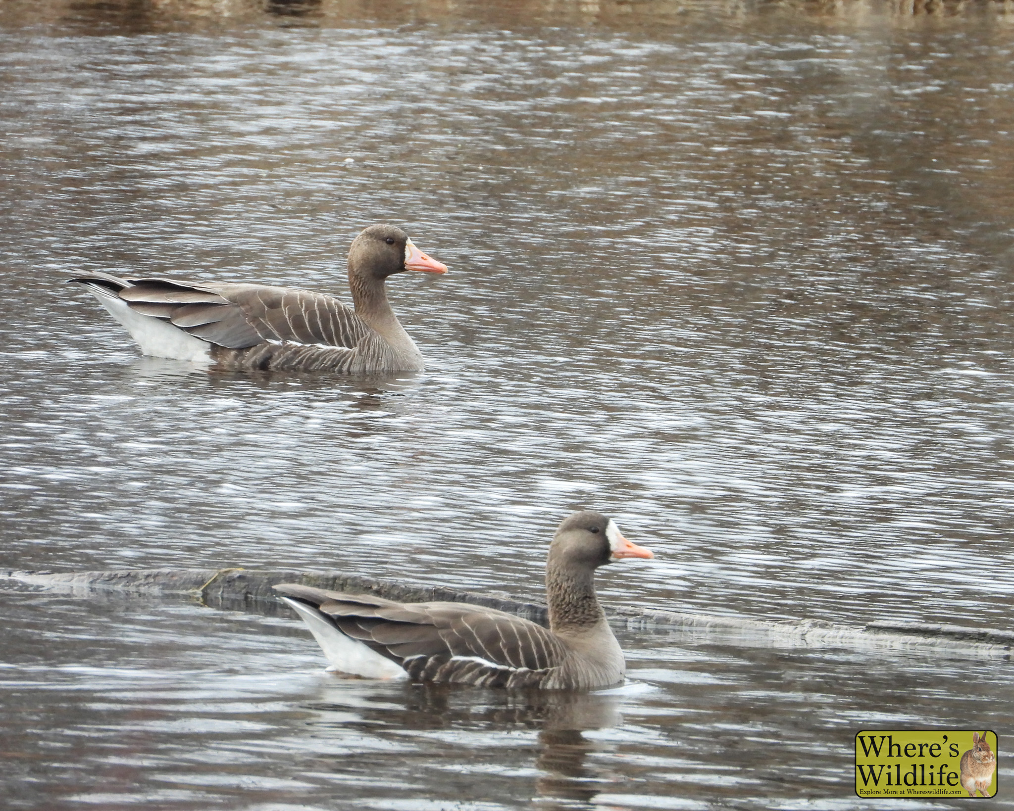 Greater White-fronted Goose (Anser albifrons).
