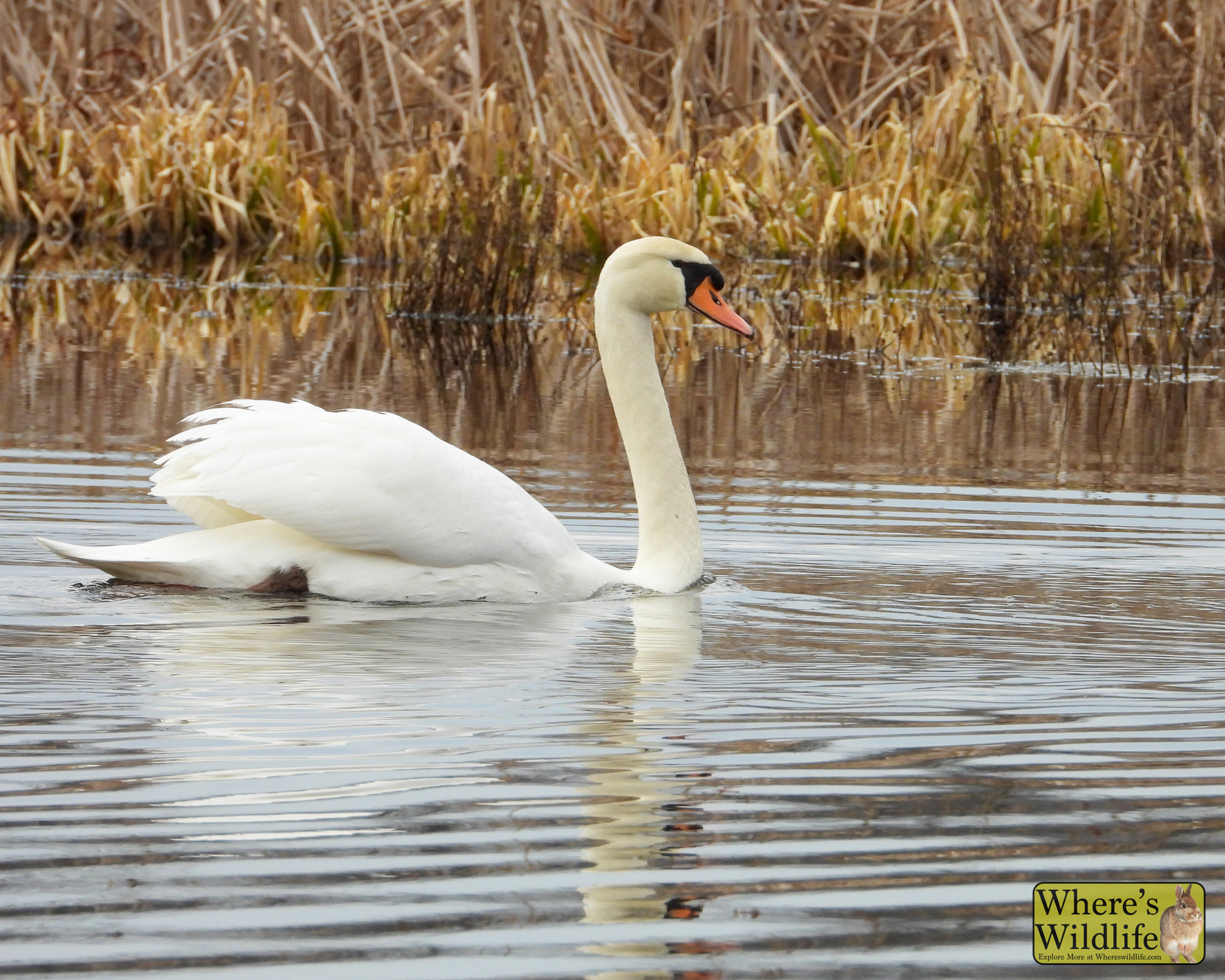 Mute Swan (Cygnus olor).