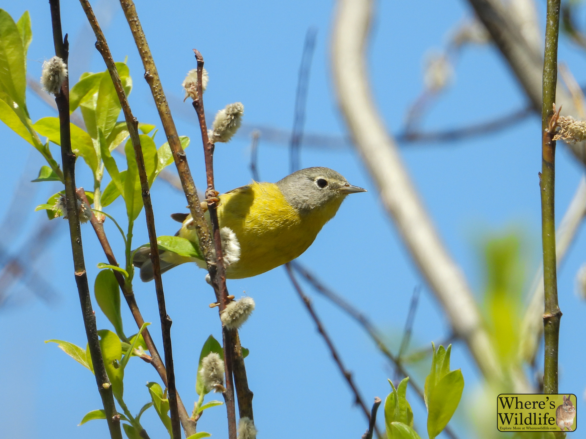 Nashville Warbler (Leiothlypis ruficapilla).