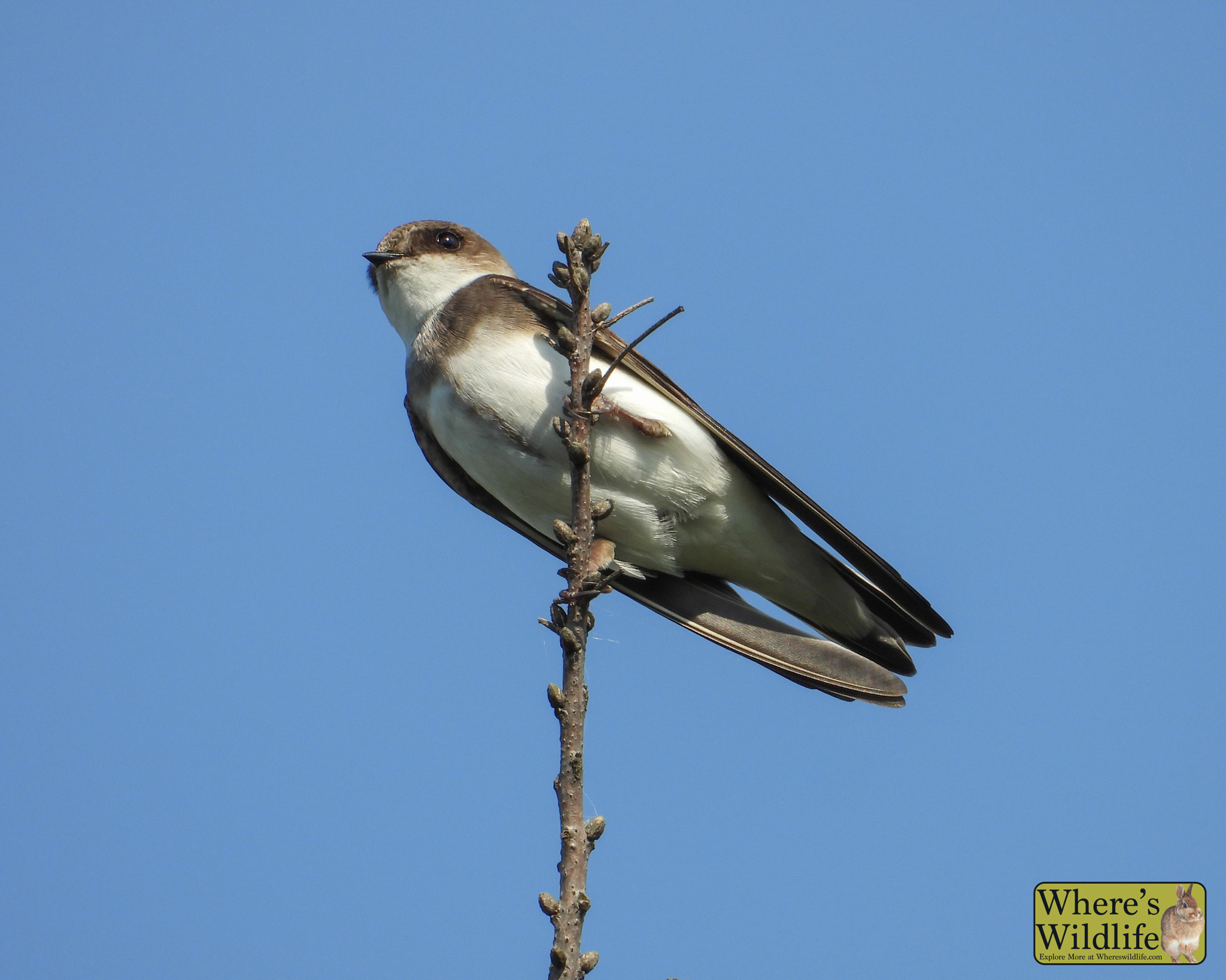 Northern Rough-winged Swallow (Stelgidopteryx serripennis).