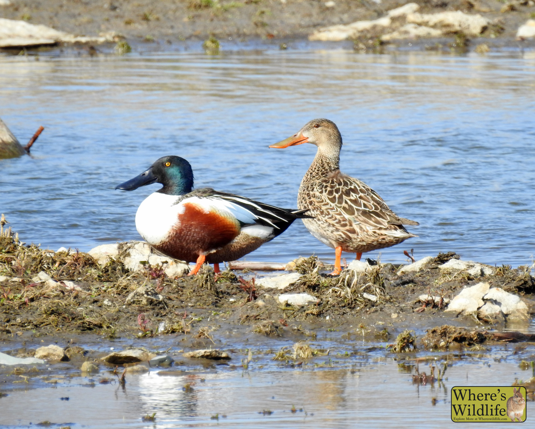 Northern Shoveler (Spatula clypeata).