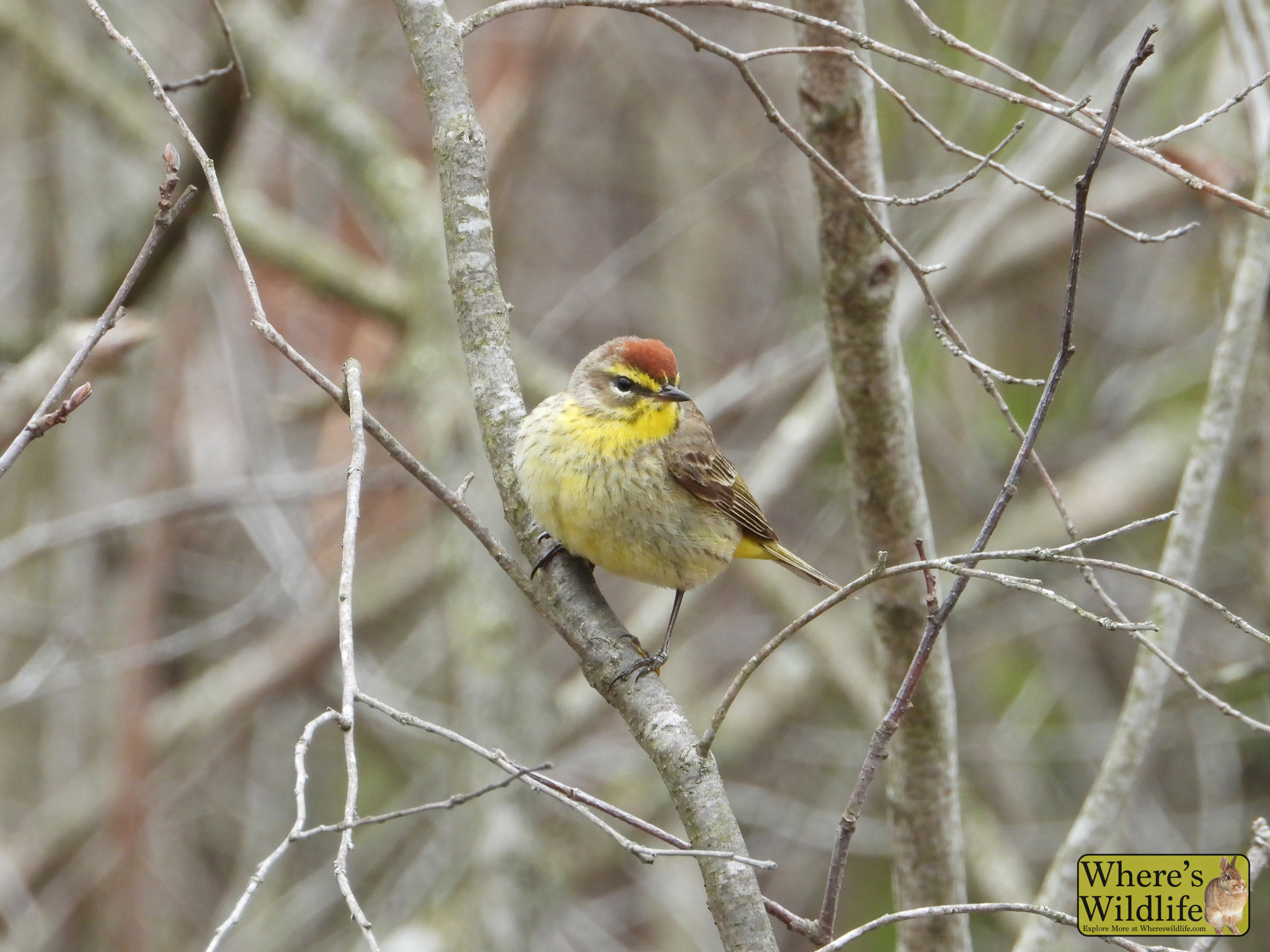 Palm Warbler (Setophaga palmarum).