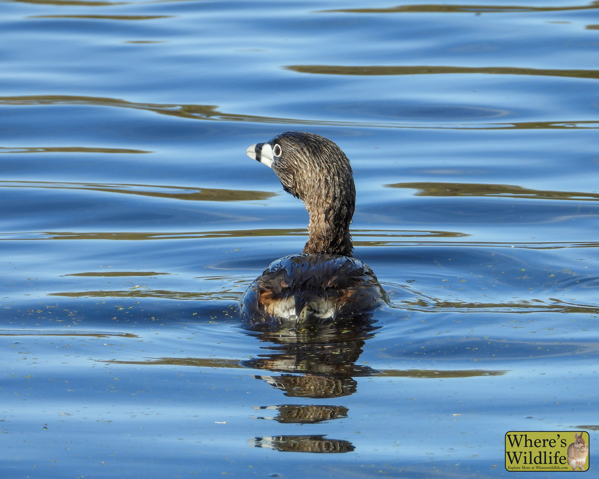 Pied-billed Grebe (Podilymbus podiceps).