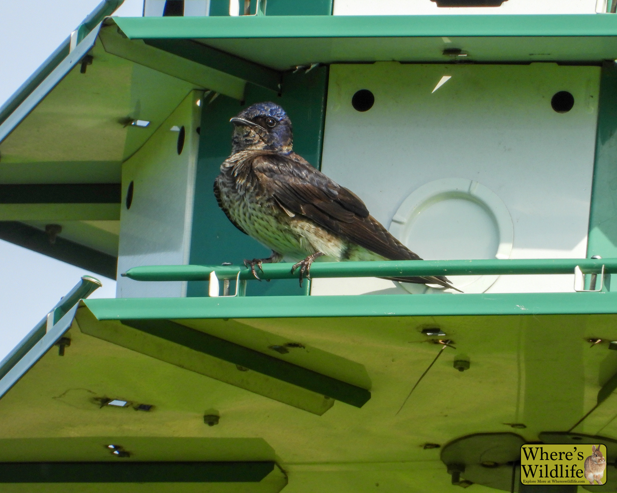 Purple Martin (Progne subis).