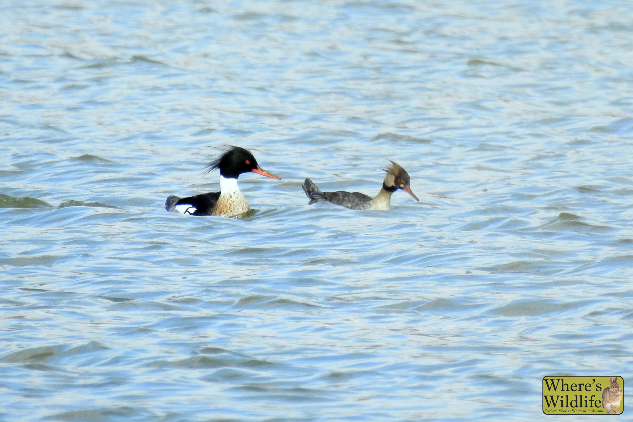 Red-breasted Merganser (Mergus serrator).