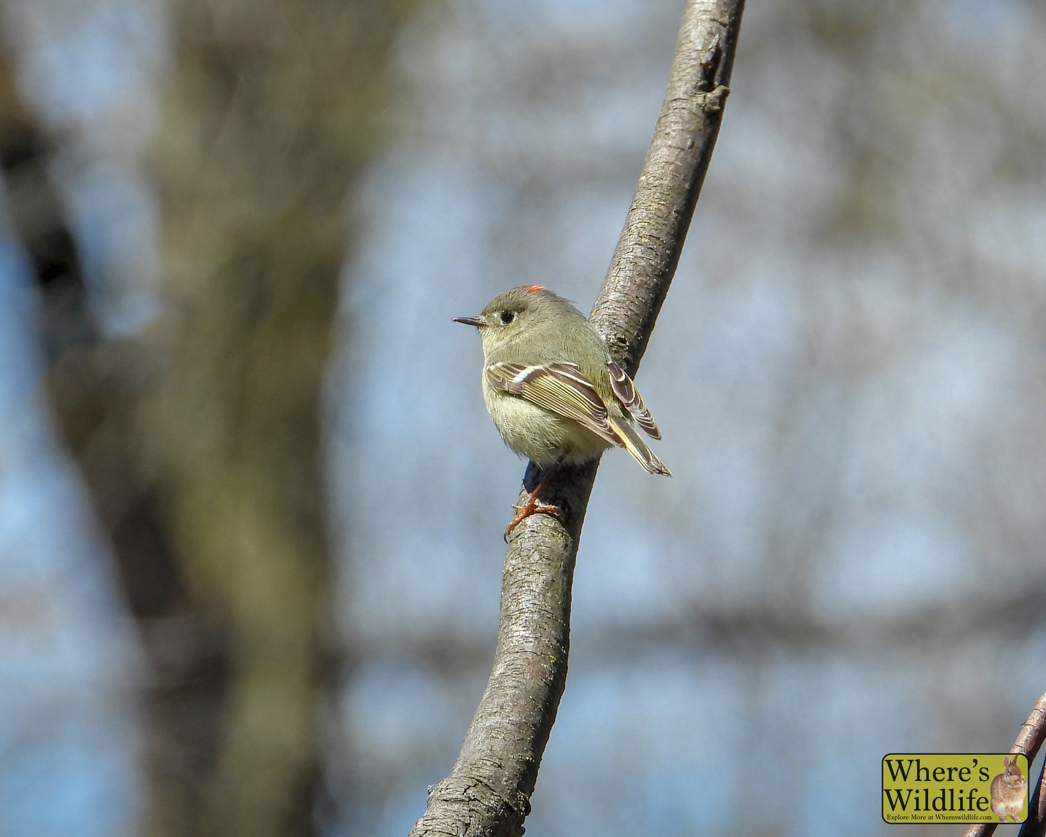 Ruby-crowned Kinglet (Corthylio calendula).