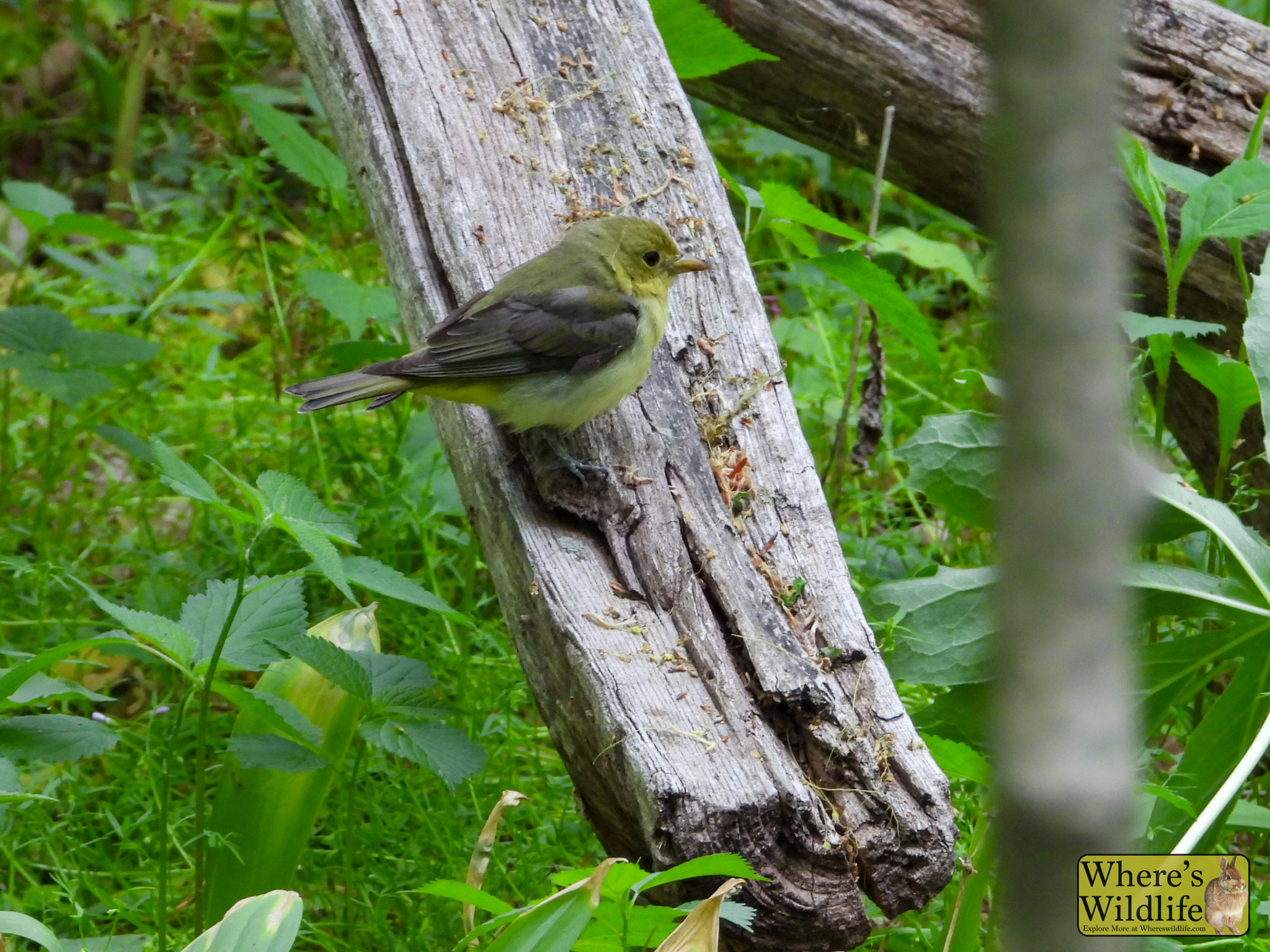 Scarlet Tanager (Piranga olivacea).