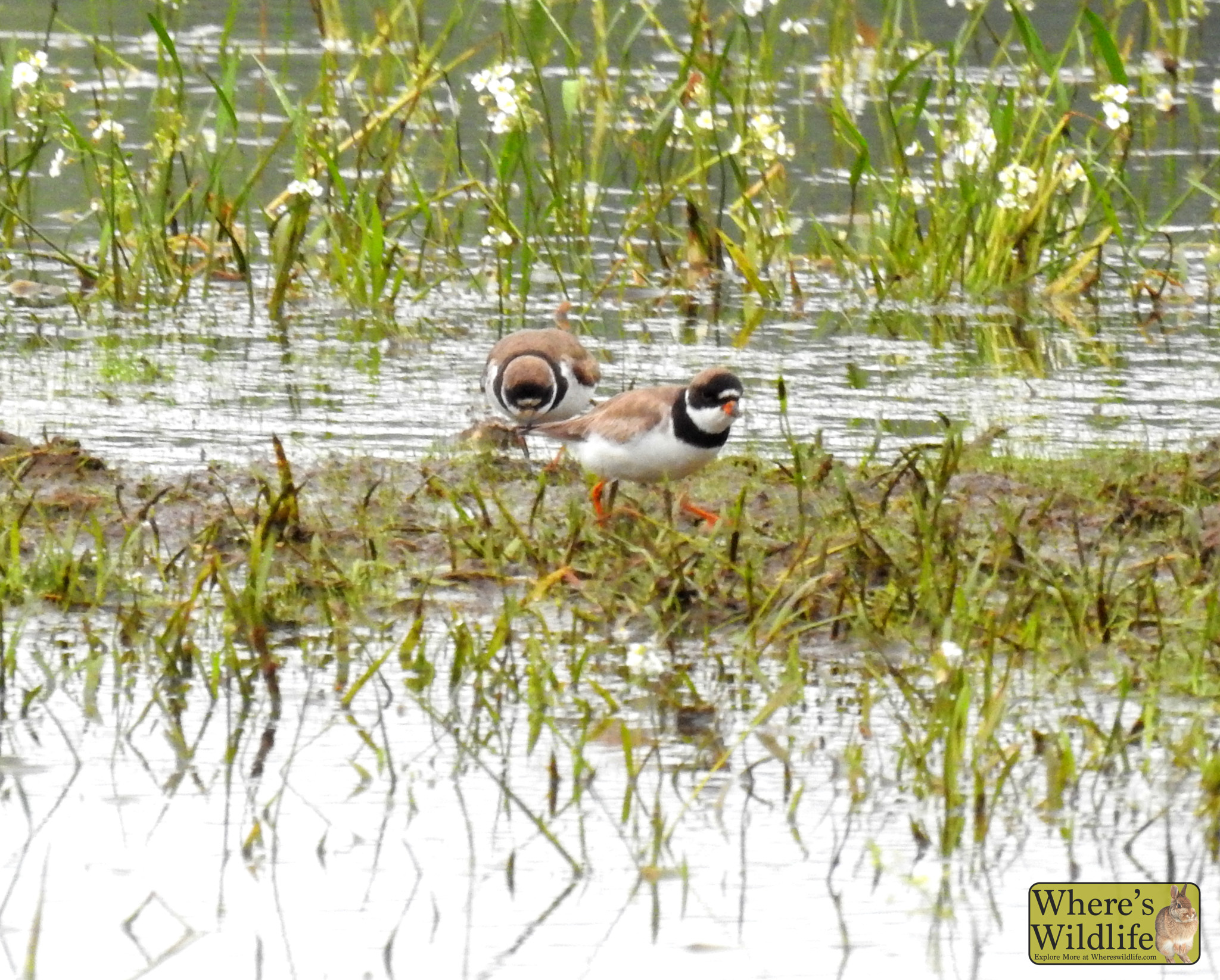 Semipalmated Plover (Charadrius semipalmatus).