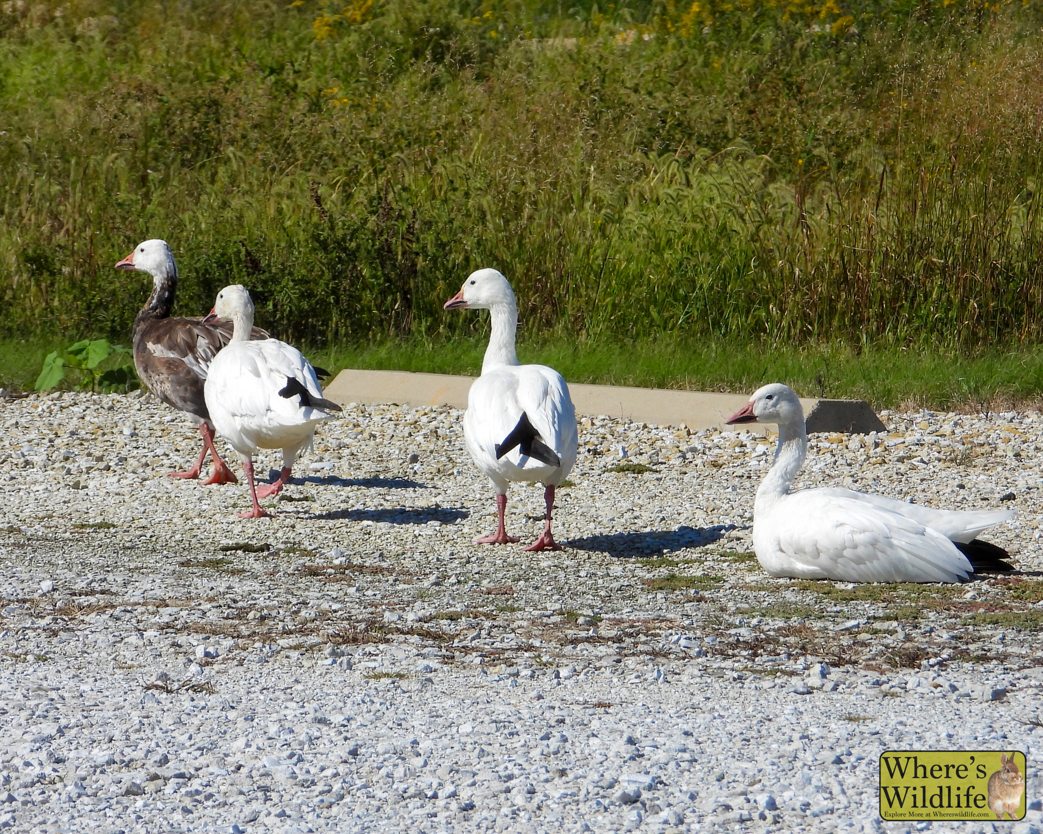 Snow Goose (Anser caerulescens).