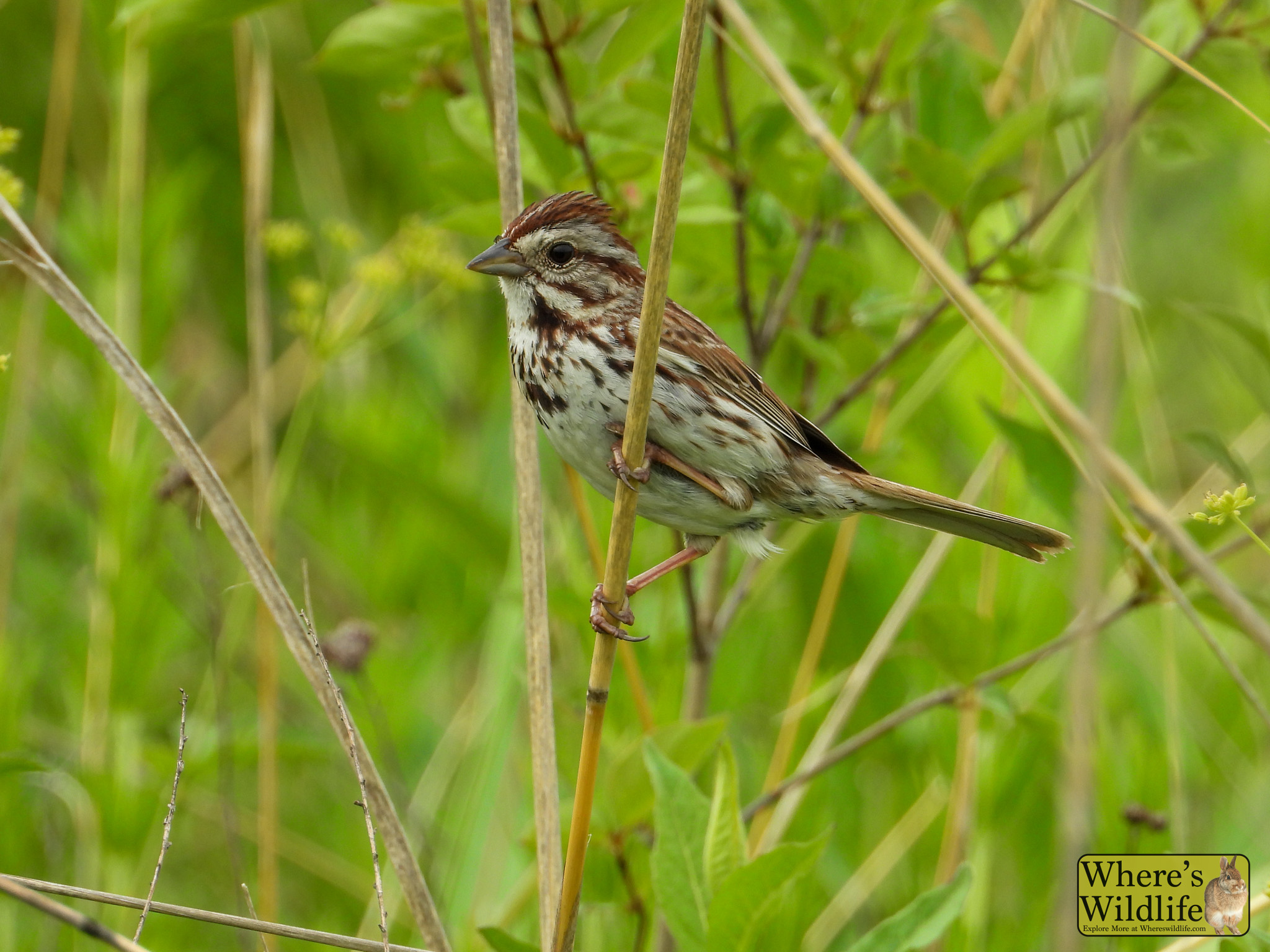 Song Sparrow (Melospiza melodia).