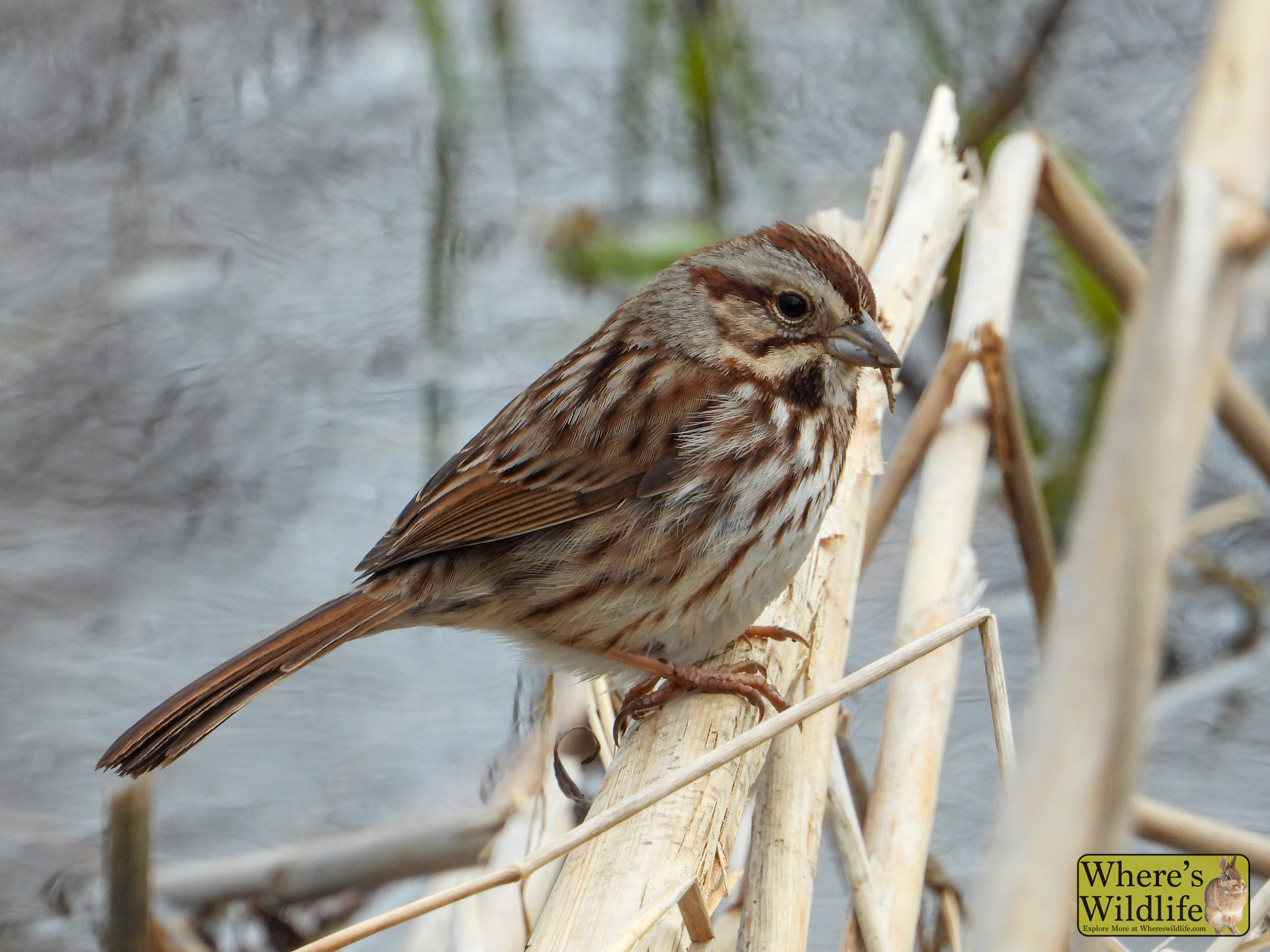 Swamp Sparrow (Melospiza georgiana).