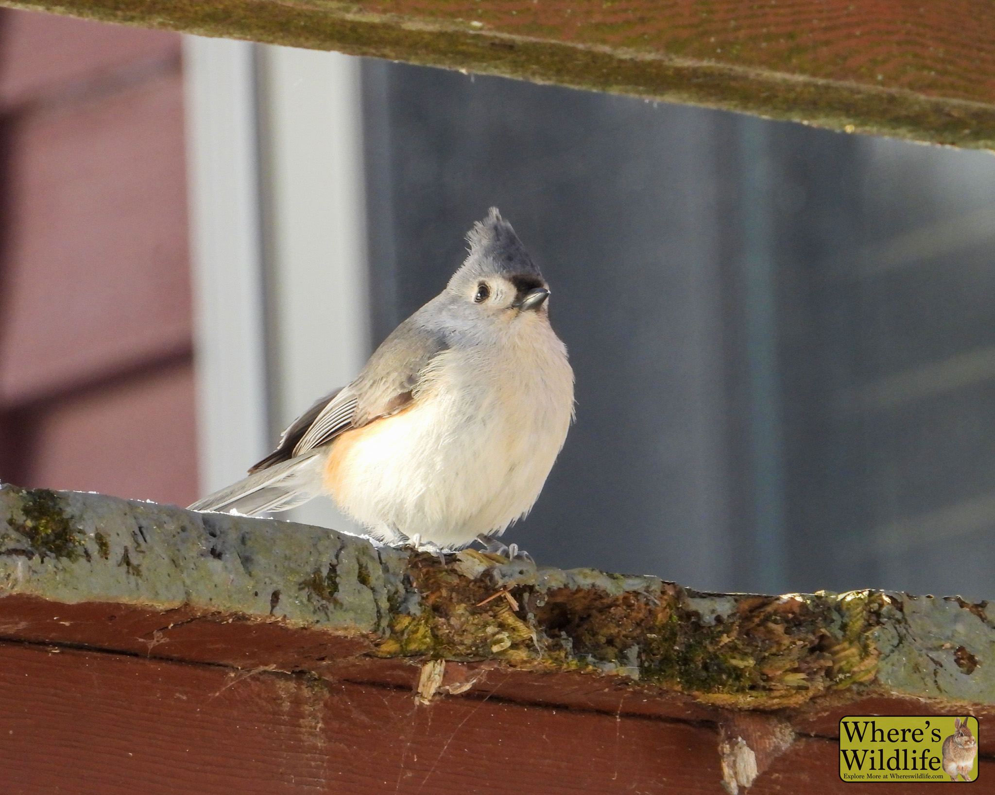 Tufted Titmouse (Baeolophus bicolor).