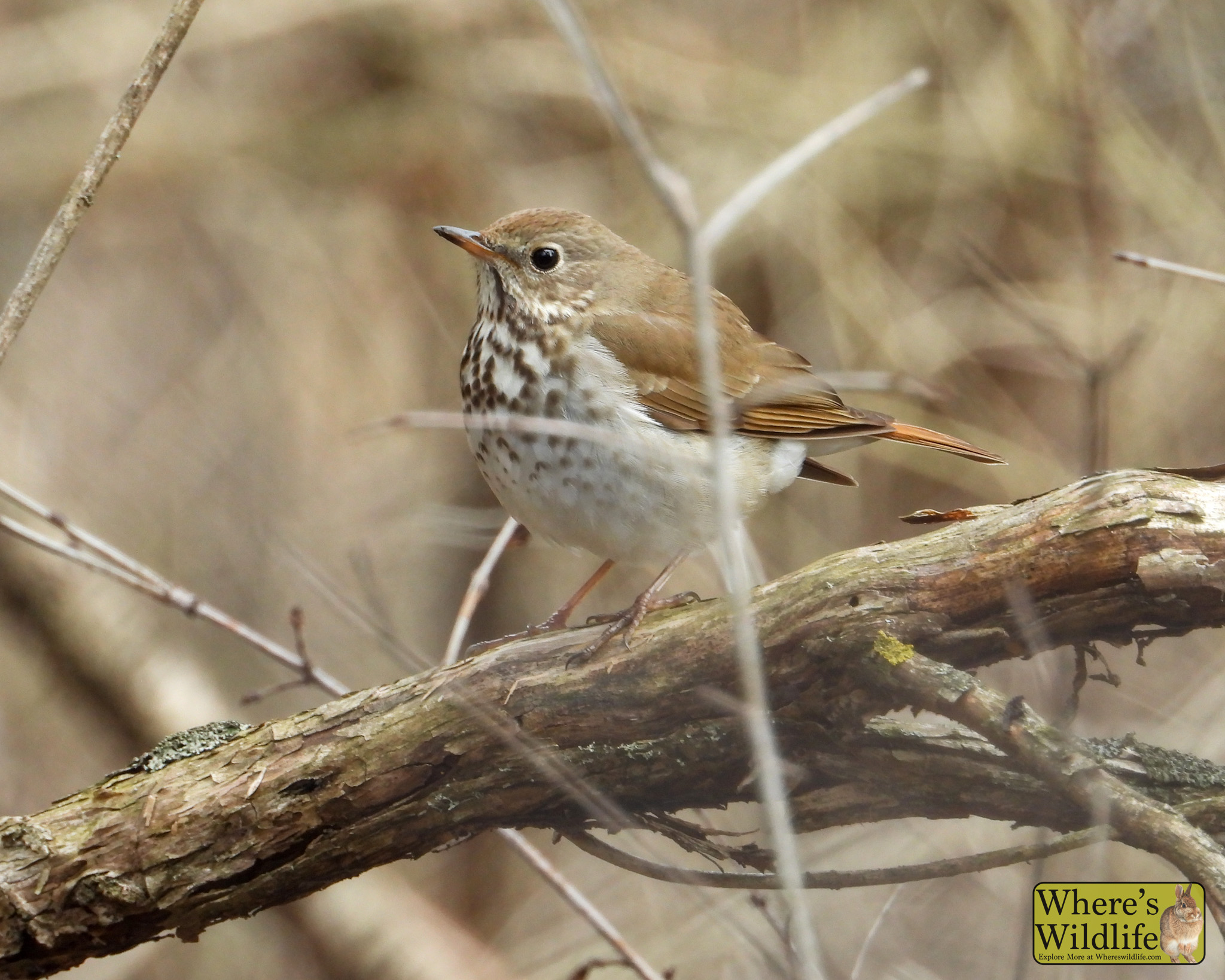 Veery (Catharus fuscescens).