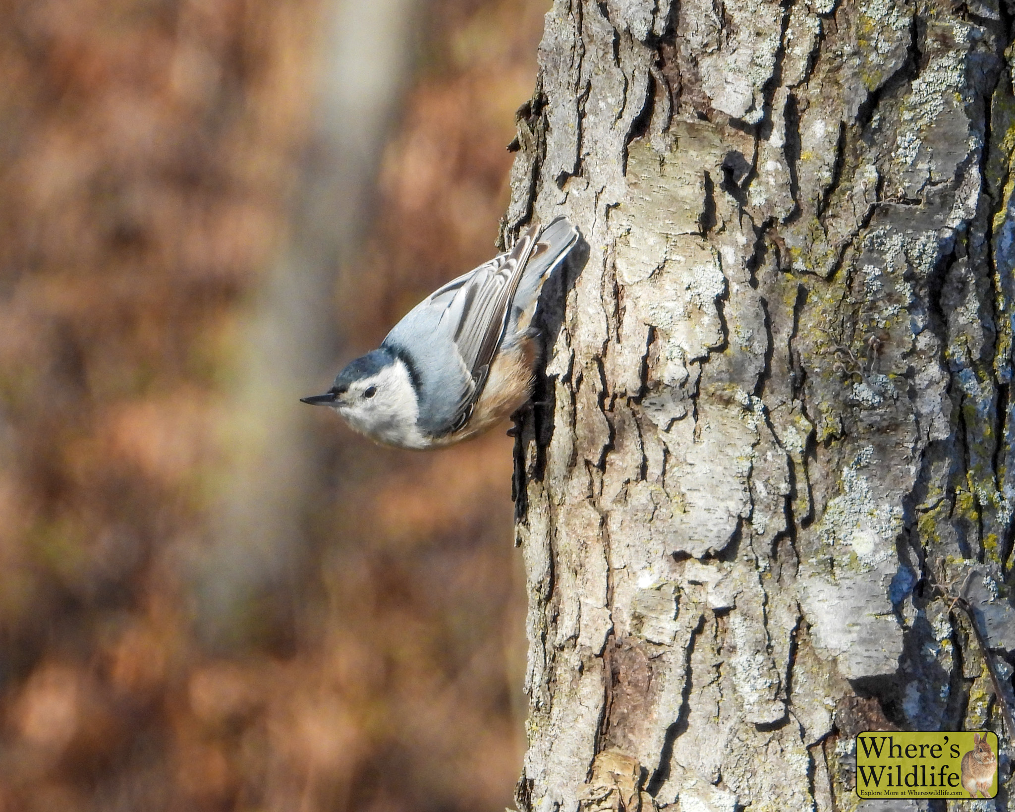White-breasted Nuthatch (Sitta carolinensis).
