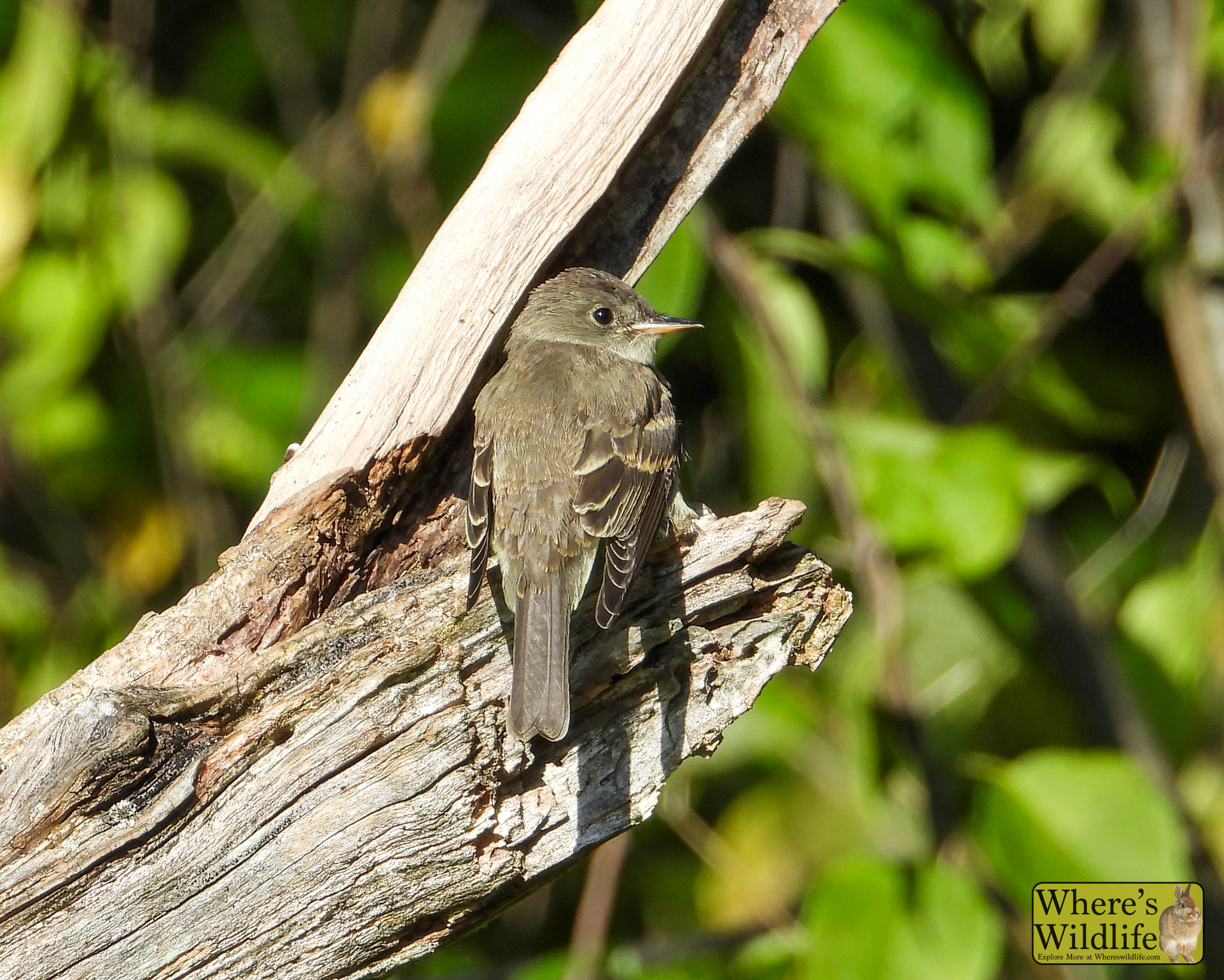 Willow Flycatcher (Empidonax traillii), as identified by the photographer.
