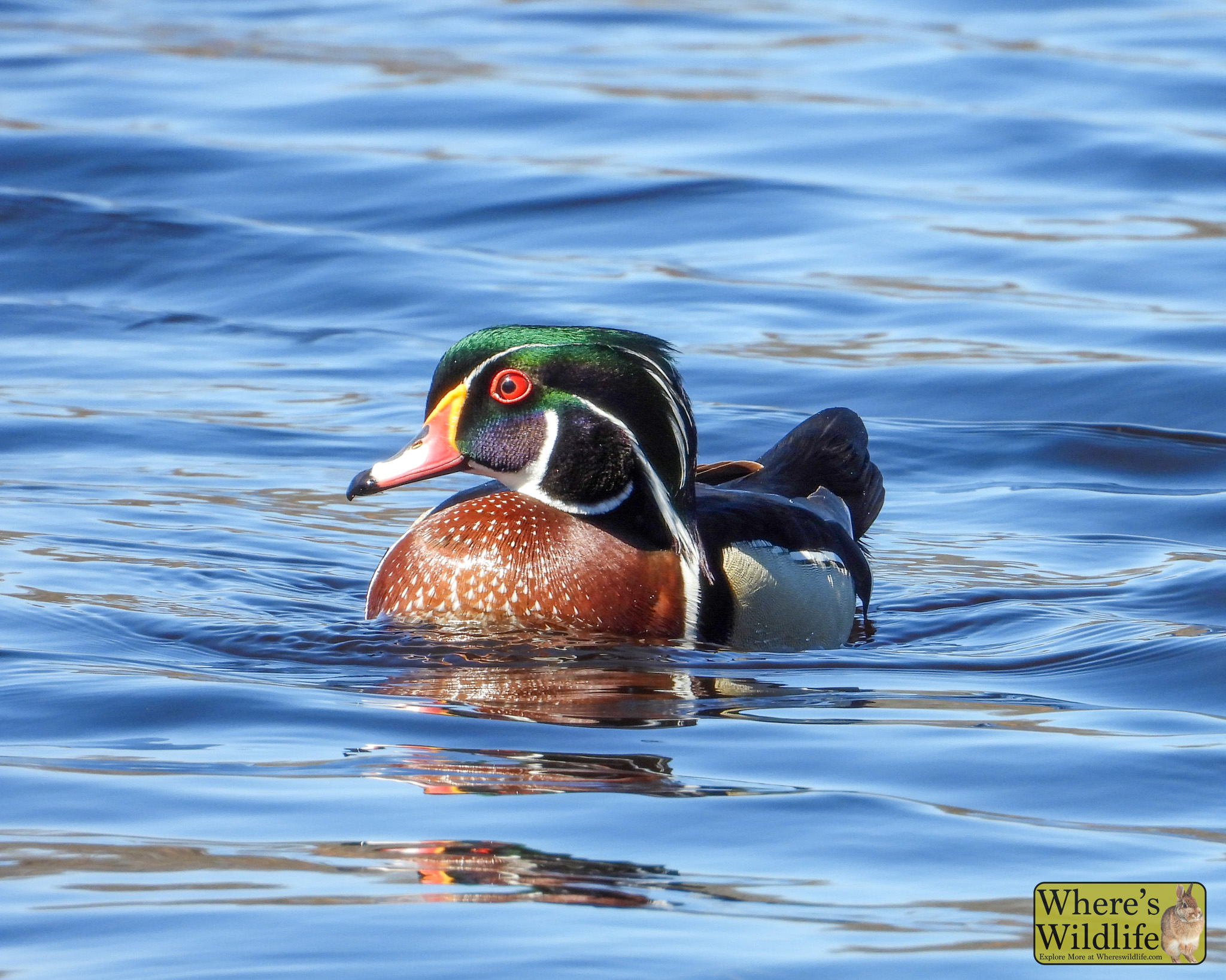 Wood Duck (Aix sponsa).