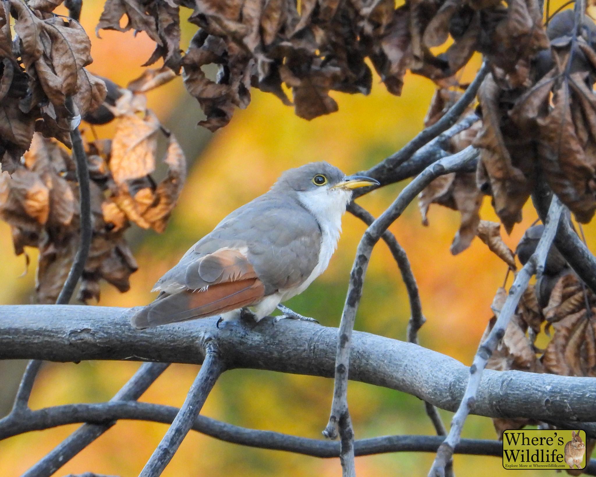 Yellow-billed Cuckoo (Coccyzus americanus).