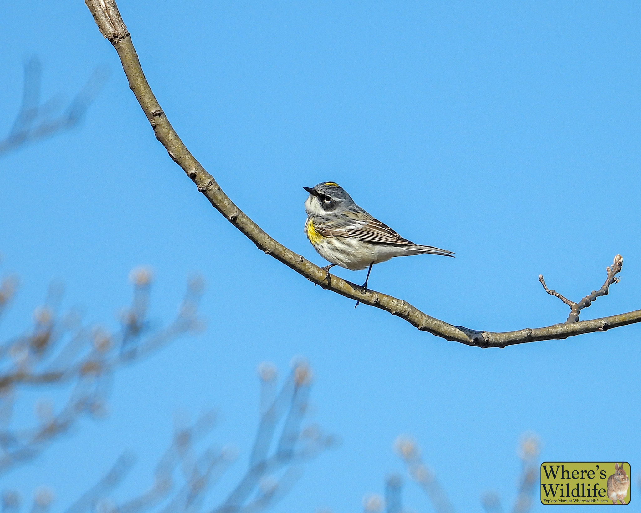 Yellow-rumped Warbler (Setophaga coronata).